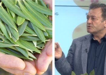 Ylli Merja, Gjethet e Ullirit