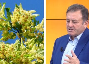 Ylli Merja, Lule e Blirit