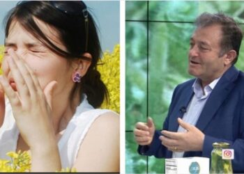 Ylli Merja, Alergjite e Stines