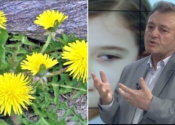 Ylli Merja, Rradhiqja