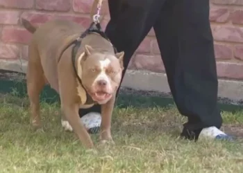 E TMERRSHME! Qeni sulmon për vd*kje fëmijën 18 muajsh të shqiptarit