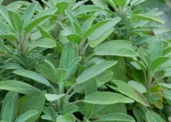 Duke filluar nga performanca mendore e deri tek kolesterolì: Bima e cila mund te gjendet lehtesisht