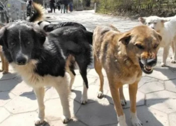 Ngjarje e rëndë në Durrës:  8-vjeçari sulmohet nga qentë endacak