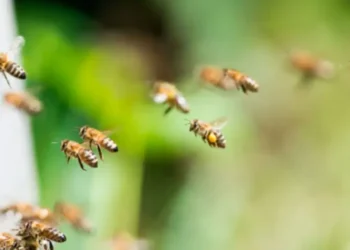 Ngjarje e pazakontë! Bletët suImojnë qytetarët, 24 të lënduar — tre në gjendje kritike për jetën