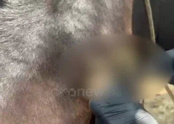 Krim m*struoz në Llogara, sulmohet me çifte tufa e kuajve. Vri*en 7 kafshë, tre të tjera plago*en. Policia nis hetimet