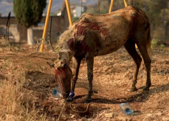 Pamje që të prekin shpirtin: Dalin fotot, ja cfarë ka mbetur pas zjarrit në Delvinë!
