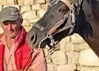 I mori jetën 42 vjecarit se preku kalin, autori i ngjarjes së rëndë tregon ARSYEJEN SH0KUESE se pse e vr*u