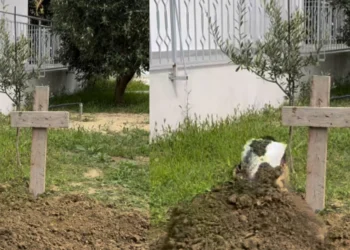 CUDI E MADHE! V*rroset për dy klikime personazhi i njohur shqiptar, rrjeti shpërthen në komente (Video)