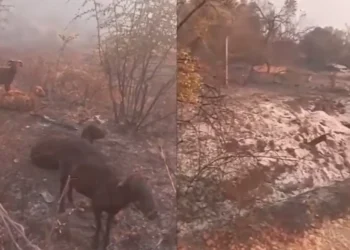 Pamje të trishta nga Delvina: Tufa e bagëtive mbetet e bllokuar mes flakëve, zjarri po…