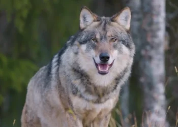 Tronditëse! Vajza 5 vjecar suImohet nga ujku, tërhiqet zvarrë disa metra nga oborri i shtëpisë