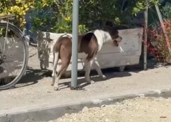 Tragjike në vendin tonë! Qeni Pitbull kafshon në kokë vajzën 4 vjecare