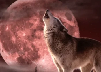 Bëni kujdes! Hëna e Ujkut pritet të ndikojë fuqishëm në rrugëtimin e këtyre shenjave