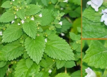 Vuani nga Ankthi dhe Nervozizmi? Ja si te perdorni barin e bletes kunder tyre