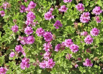 Perveç se zbukuron ballkonin apo kopshtìn tuaj, kjo lule perdoret per te trajtuar dhe keto 3 probleme