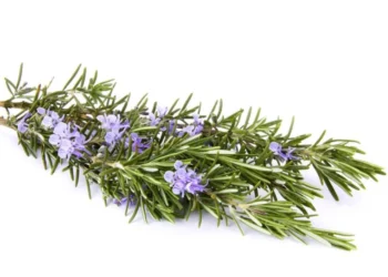 Dy mënyra të fuqishme për të përdorur rozmarinën për nevojat tuaja të përditshme shëndetësore