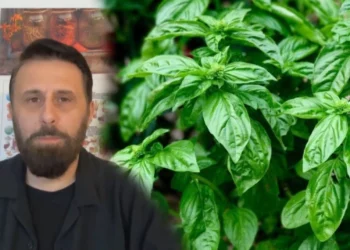 Nuk do ta besosh çfarë i bën trupit BORZILOKU, nutricionisti Altin Joka: Ja si ta përdorësh për shërim