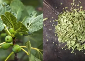 Fuqia e gjetheve të fikut: Një perlë e fshehur për shëndetin tuaj