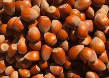 Lajthitë, superushqimi që forcon zemrën, kockat dhe…