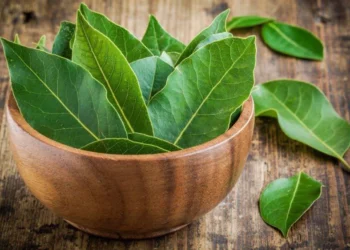 U duhen vetem 3 gjethe dafine të freskëta: Kura ideale per trajtimin e dhimbejve qe lidhen me…