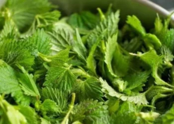 Hithra: 12 Përfitime, nga Pastrimi i Gjakut deri te Lehtësimi i Artritit