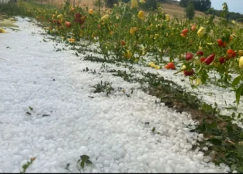 Moti i keq shkakton KAOS në vendin tonë! Breshëri bënë NAMIN në bujqësi në këto qytete
