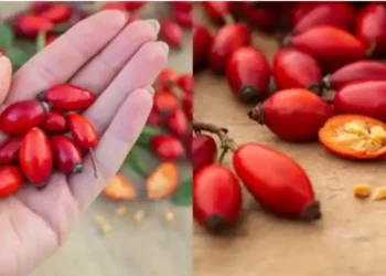 Keto jane 10 perfitimet e trendafilit te eger qe do tju bejne ta konsumoni dhe me teper ate