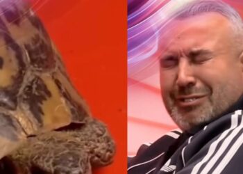 Frika nga breshka/ Rogerti ja plas të qarit në dhomën e rrëfimit! (VIDEO)